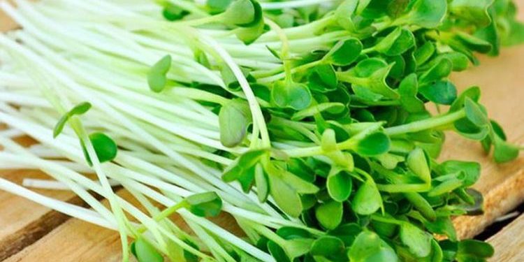 Ăn 'rau nhi đồng'-8