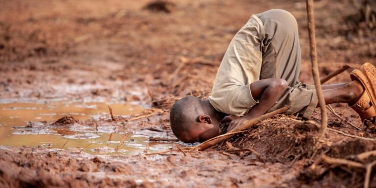 Những bức ảnh thắng giải cuộc thi "Nhiếp ảnh gia môi trường năm 2019"-4