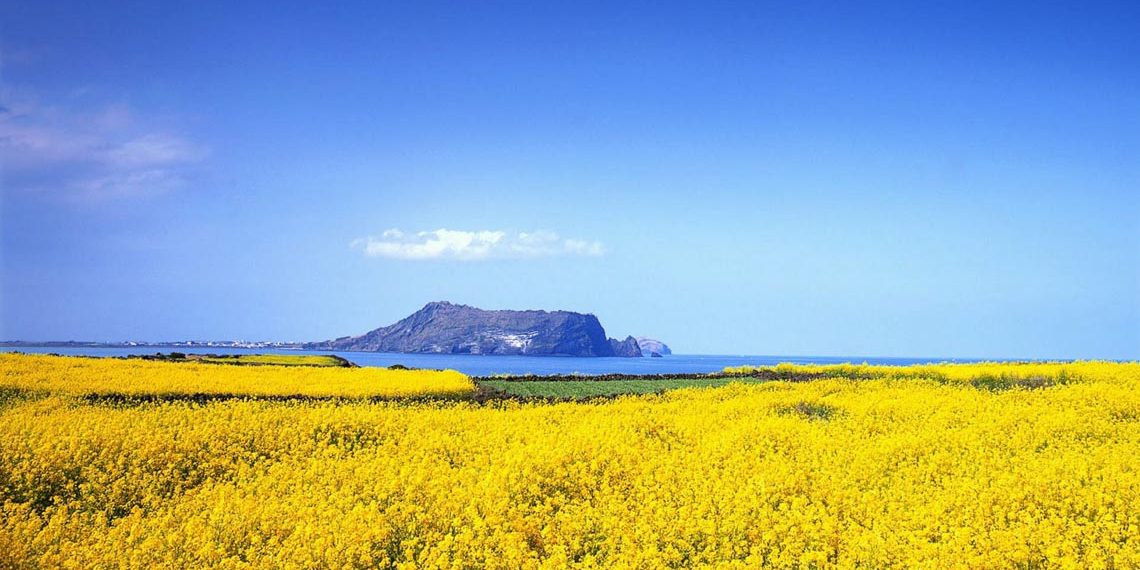 Đảo tuần trăng mật Jeju-5