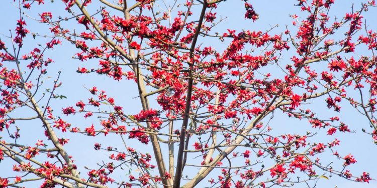 Hoa gạo nở sớm trên miền Tây Bắc-4