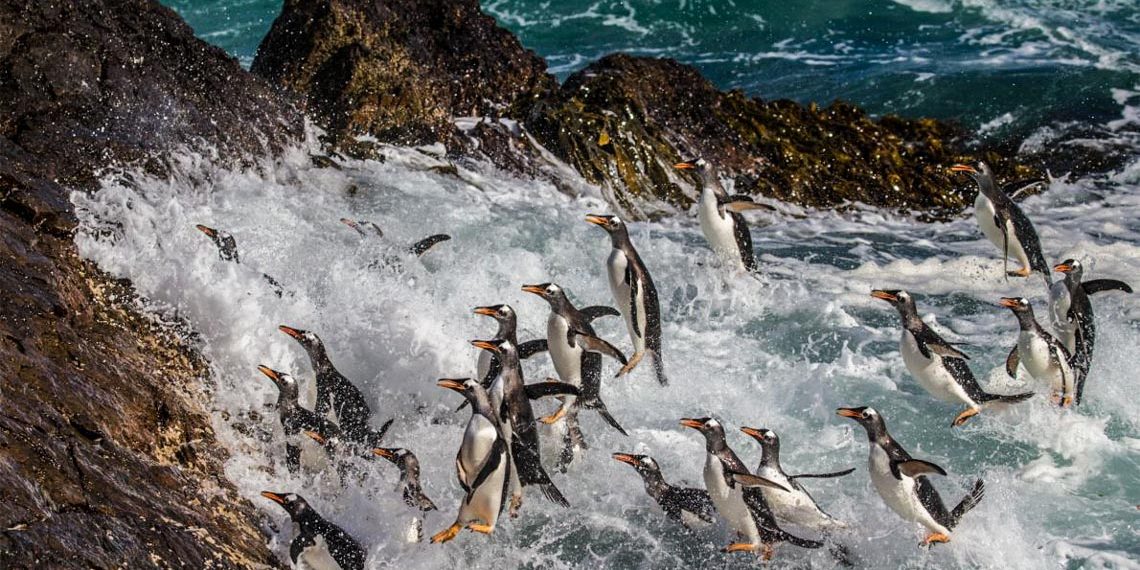 Khám phá quần đảo thiên đường chim cánh cụt Falkland-2