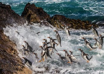 Khám phá quần đảo thiên đường chim cánh cụt Falkland-2