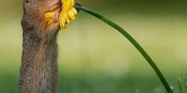 Khoảnh khắc "siêu dễ thương" của động vật khi không có ai xung quanh-1