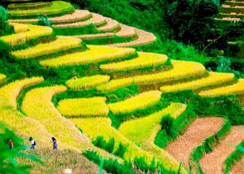 Săn… vàng trên Mù Cang Chải-6