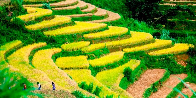 Săn… vàng trên Mù Cang Chải-6