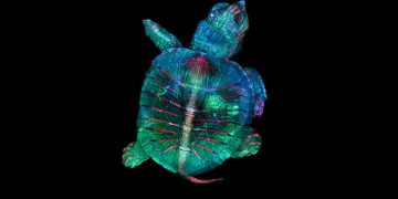 Ngỡ ngàng vẻ đẹp của phôi thai rùa, cá sấu dưới kính hiển vi-1