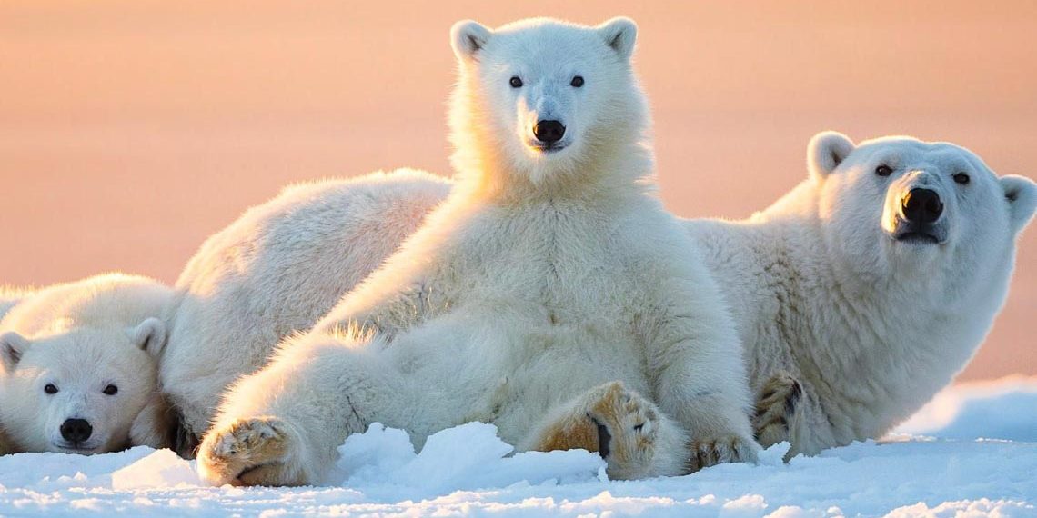 Những tác phẩm nhiếp ảnh xuất sắc về gấu Bắc cực-25