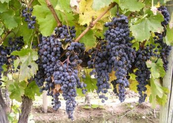 Phong cách Bordeaux-2