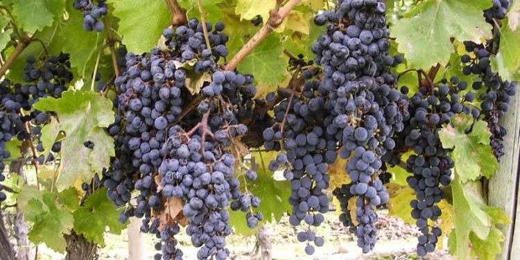 Phong cách Bordeaux-2