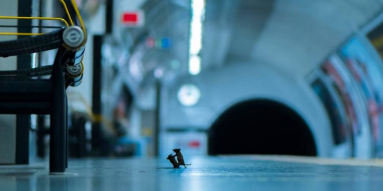 Ứng viên bức ảnh động vật của năm 2019: “Đả… thử”-1