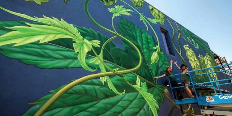 Mona Caron (trái) và một người bạn đang thực hiện tranh tường tại nhà máy bia Odell Brewing ở Denver, Colorado, tranh vẽ những hoa bia houblon khổng lồ
