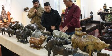 Nhà sử học Dương Trung Quốc (bìa phải) với các tượng lợn trong bộ sưu tập của ông