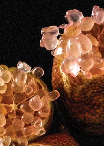 Hạt chanh ngón tay có nhiều màu sắc khác nhau