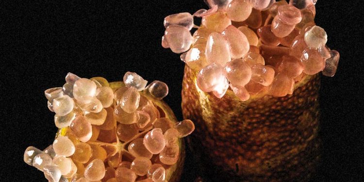 Hạt chanh ngón tay có nhiều màu sắc khác nhau