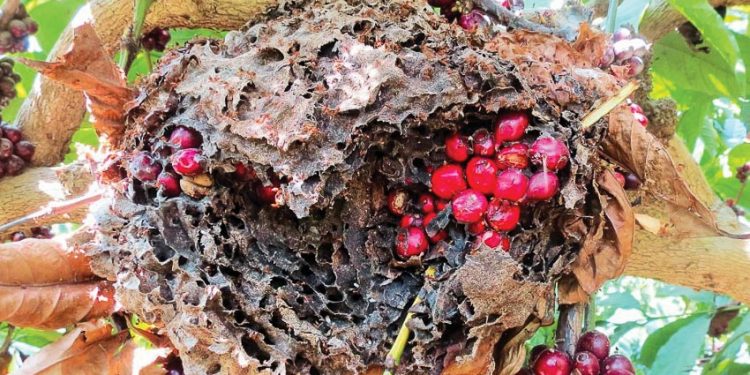 …“hái” và tha về tổ để nuôi ấu trùng