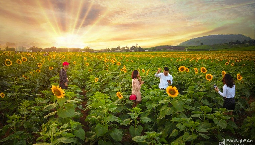 Đồng hoa hướng dương ở Nghệ An chuẩn bị khoe sắc-2