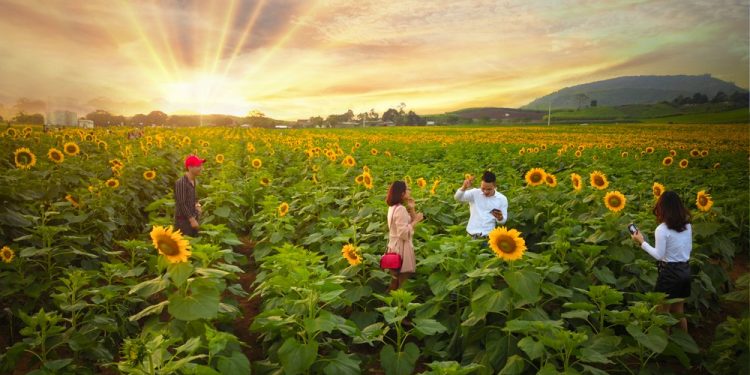 Đồng hoa hướng dương ở Nghệ An chuẩn bị khoe sắc-2