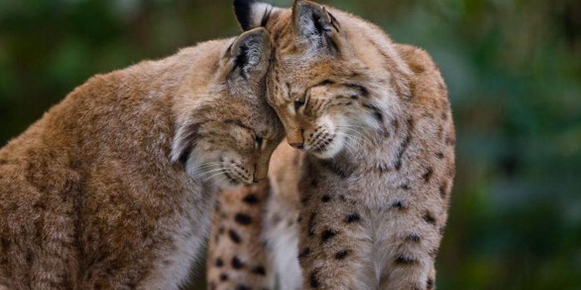 Động vật hôn nhau bày tỏ yêu thương ngọt ngào hơn cả người-1