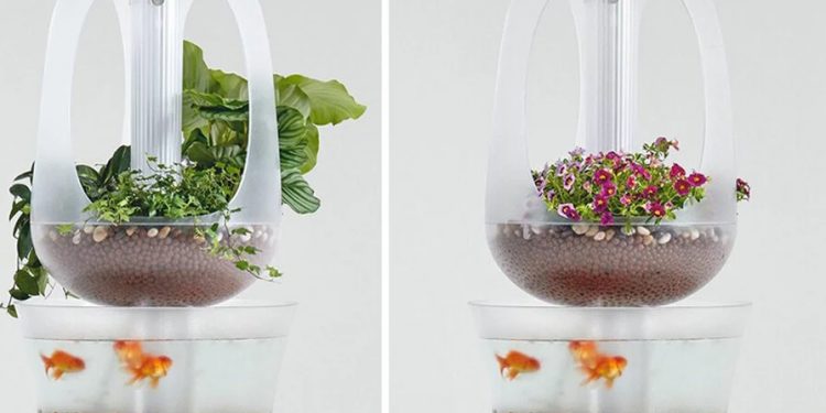 Đồ nội thất Aquaponics trồng rau sạch từ chất thải của cá trong nhà ‘Eva’