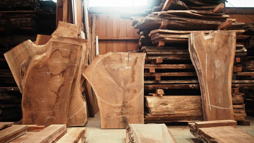 FORESTED FUTURE: Hành trình tìm lại mối liên kết với rừng - 1