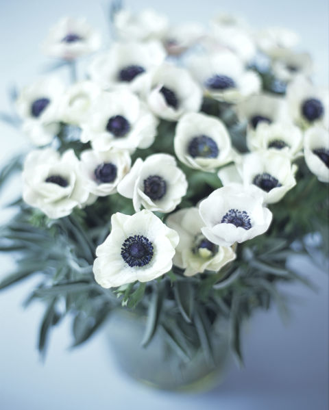 gallery-anemone-flower-meanings-1