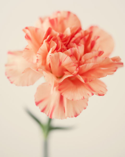 gallery-striped-carnation-flower-meaning-1