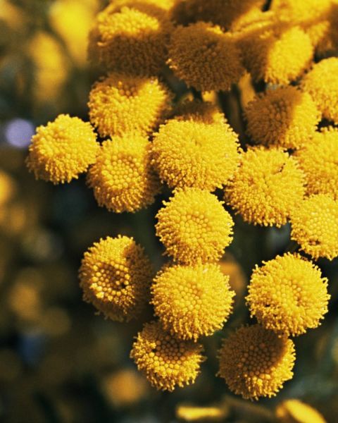 gallery-tansy-flower-meaning-1