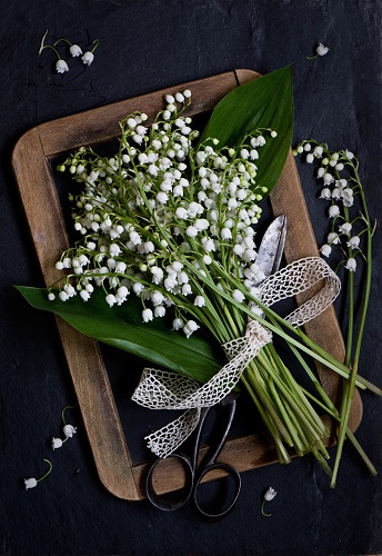 ghk-flower-meanings-lily-of-the-valley-verdina-anna