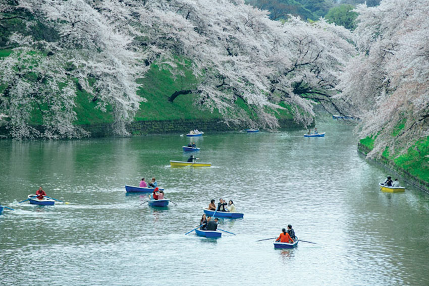 Lung linh sắc hoa anh đào xứ Phù Tang