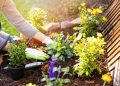 Làm vườn giúp giải tỏa căng thẳng và sống hạnh phúc hơn mỗi ngày