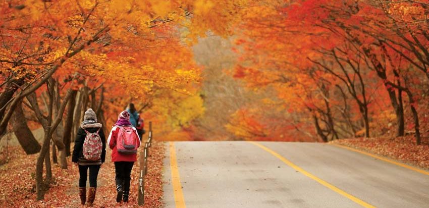 Thưởng ngoạn mùa thu lá đỏ ở Hàn Quốc và Nhật Bản