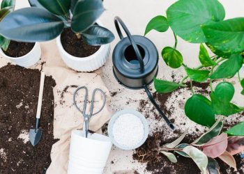 Hướng dẫn các bước cắt tỉa ghép cây dễ thực hiện tạo ra cây mới
