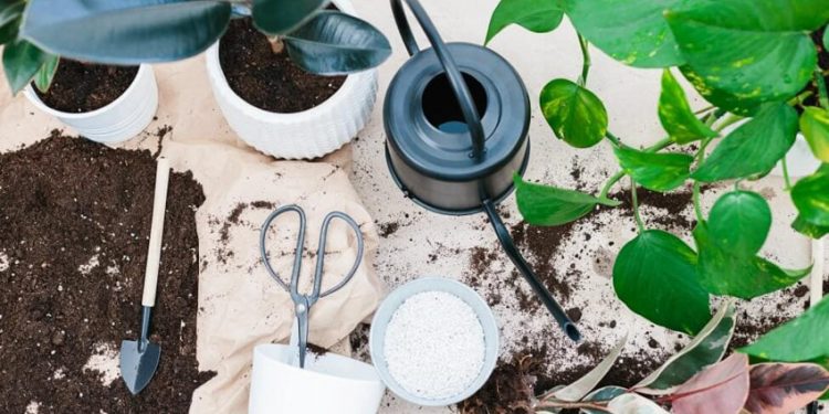 Hướng dẫn các bước cắt tỉa ghép cây dễ thực hiện tạo ra cây mới