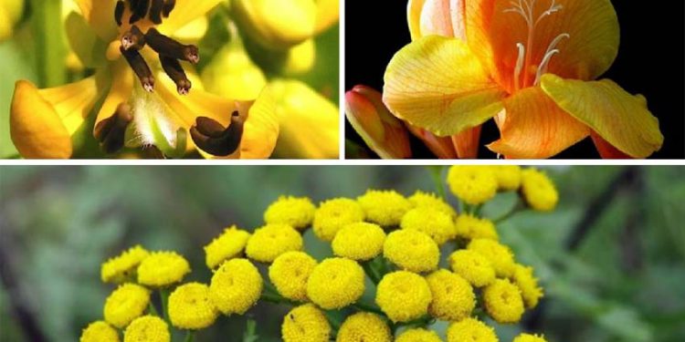 Những loài hoa màu cam và vàng giúp cho khu vườn rực rỡ hơn