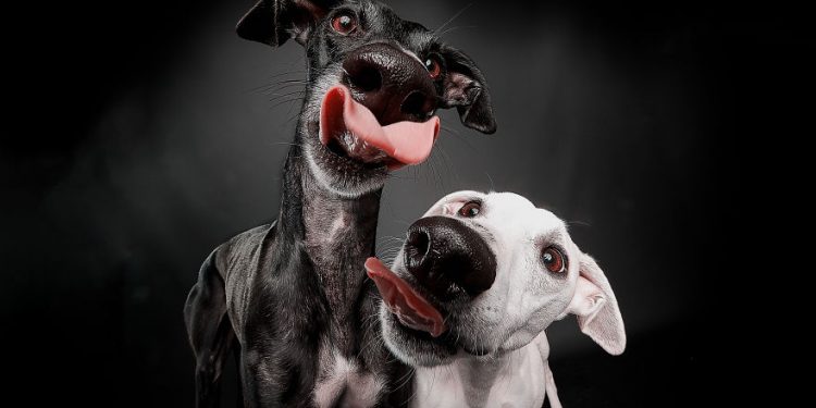 Chia tay năm Tuất bằng những hình ảnh siêu dễ thương của chú chó săn Galgo