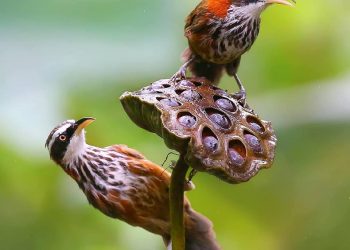 Vẻ đẹp rực rỡ của những loài chim hoang dại