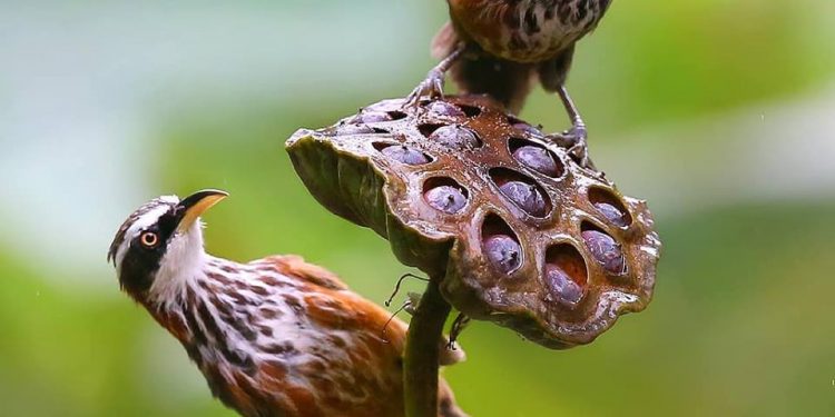 Vẻ đẹp rực rỡ của những loài chim hoang dại