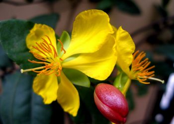 Hình tượng hoa mai ngày tết