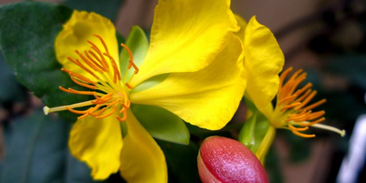 Hình tượng hoa mai ngày tết