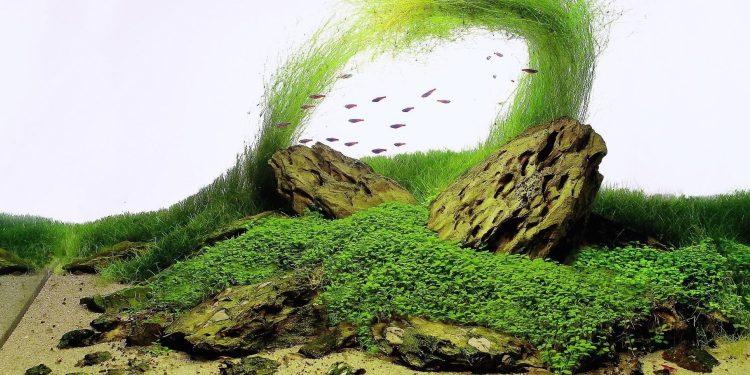 DIY-làm hồ cá mini mang vượng khí vào nhà