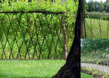 Xanh mát với hàng rào liễu rủ