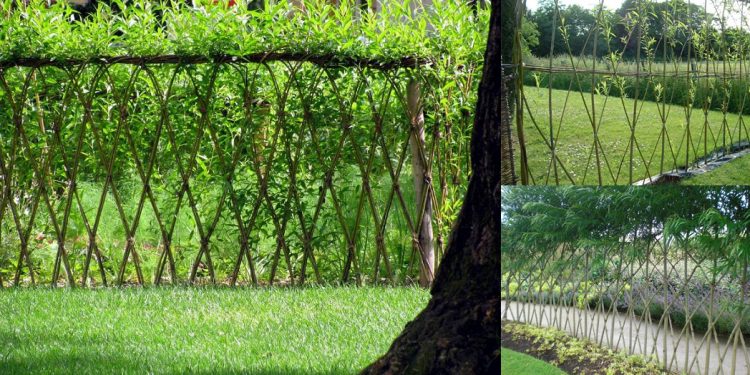 Xanh mát với hàng rào liễu rủ