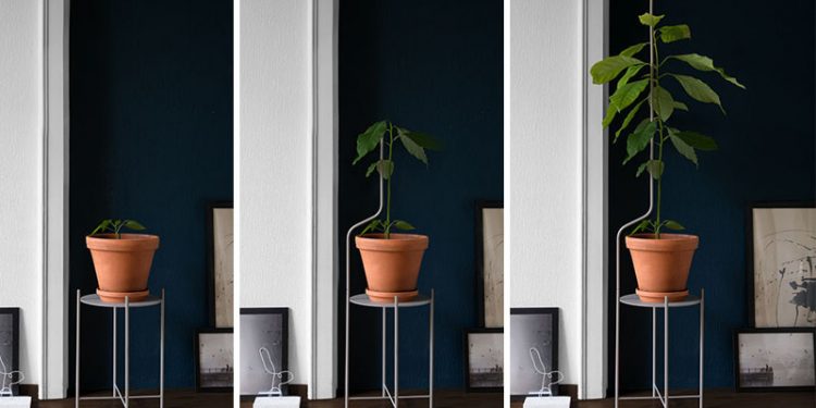 Một thiết kế độc đáo bệ đỡ chậu cây hỗ trợ cho sự phát triển của cây