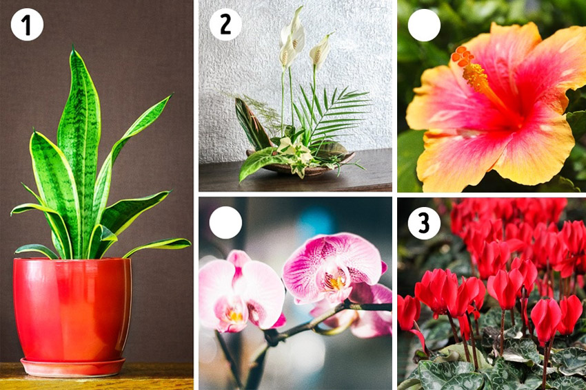 Đặt cây trồng phù hợp cho từng không gian nhà