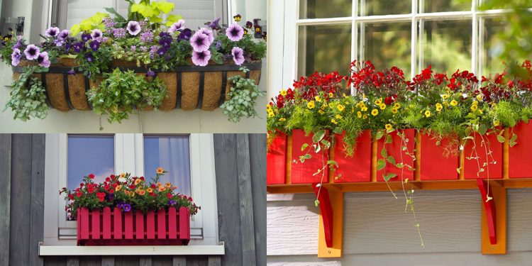 Công thức cho những giậu hoa bên cửa sổ luôn tràn đầy sức sống