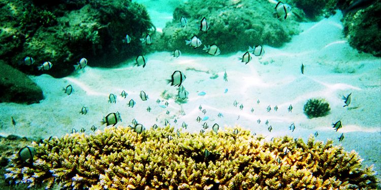 Hè đến rồi, lặn biển ngắm san hô nào!