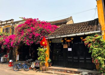 Hoa giấy nở rực rỡ Hội An trong 'những ngày corona'-1