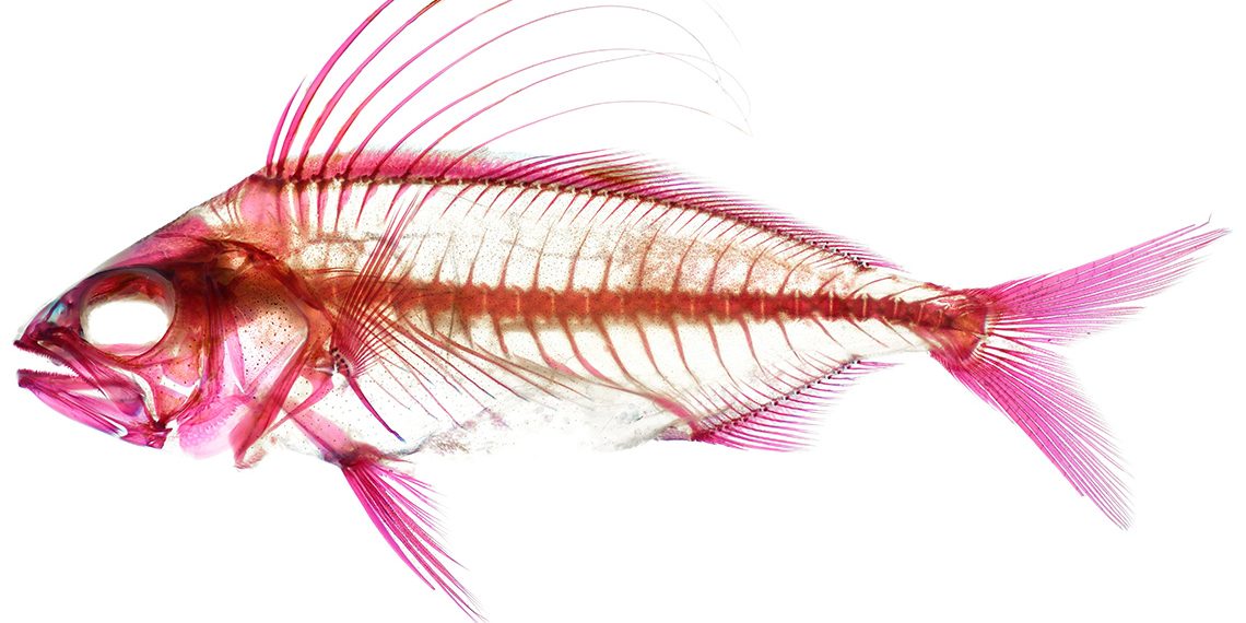 Nghệ thuật của các nhà khoa học: Những bức ảnh giải phẫu rực rỡ-01