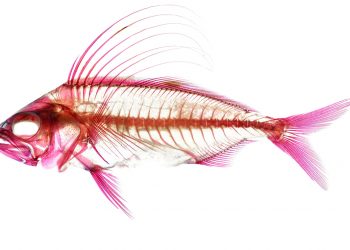 Nghệ thuật của các nhà khoa học: Những bức ảnh giải phẫu rực rỡ-01