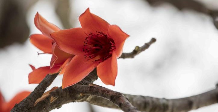 Tháng ba hoa gạo nở-1